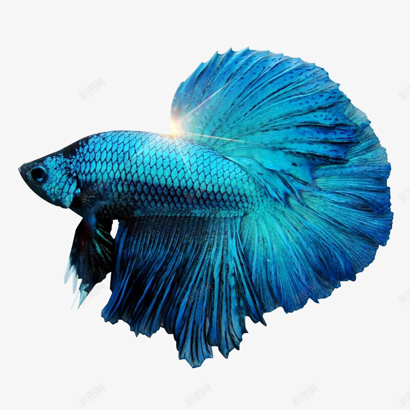 孔雀鱼png免抠素材_88icon https://88icon.com 动物 热带鱼 热带鱼素材图 蓝色 观赏鱼 金鱼 鱼类