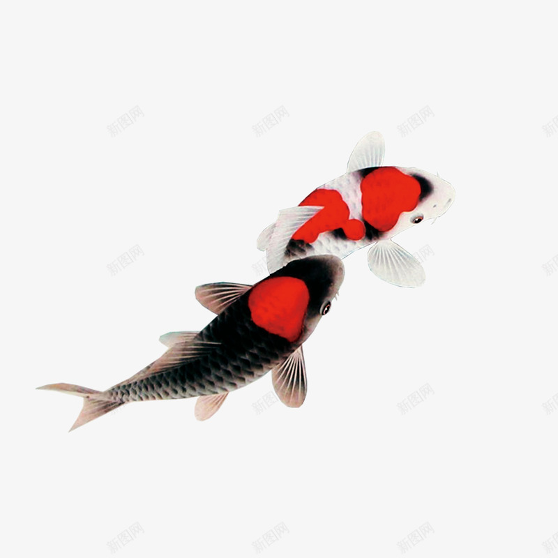 黑白鲤鱼psd免抠素材_88icon https://88icon.com 两条 水墨风格 花色 鱼类 黑白红 黑白鲤鱼