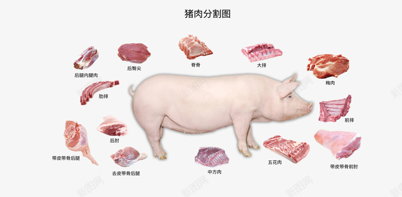 母猪肉分割图png免抠素材_88icon https://88icon.com 母猪 猪 猪肉 猪肉分割 猪肉分割图 猪肉分类