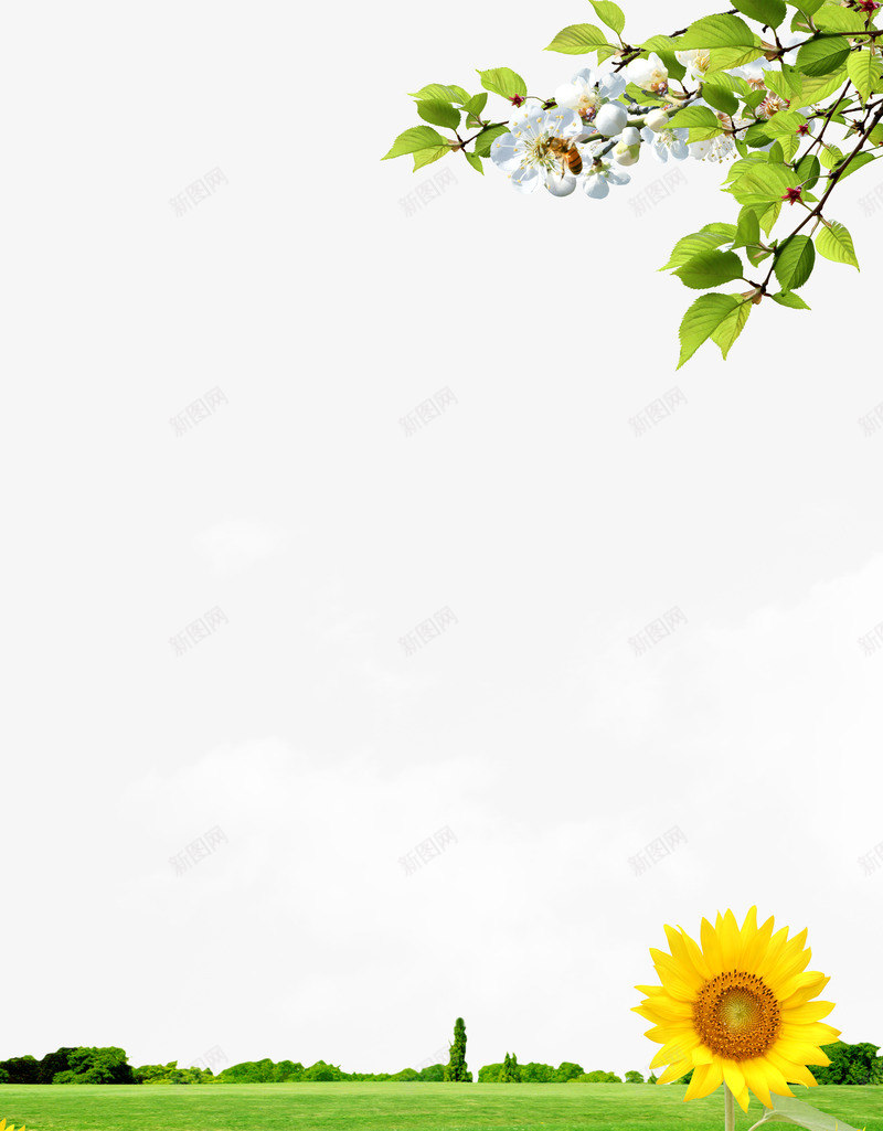 风景展板背景png免抠素材_88icon https://88icon.com 向日葵 展板底图 展板背景图片 渐变背景 环艺展板 白云 纯色展板背景 绿叶 草地 蓝天 鲜花