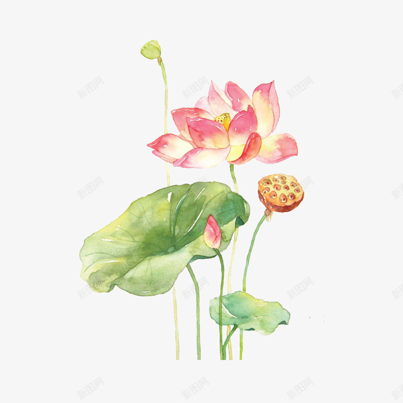 手绘荷花png免抠素材_88icon https://88icon.com 手绘荷花 水彩荷花 粉色荷花 荷花 荷花素材 莲花