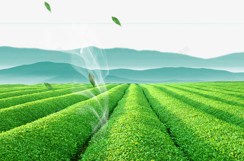 清新茶园png免抠素材_88icon https://88icon.com 山 清新 茶叶 茶叶产地 茶园