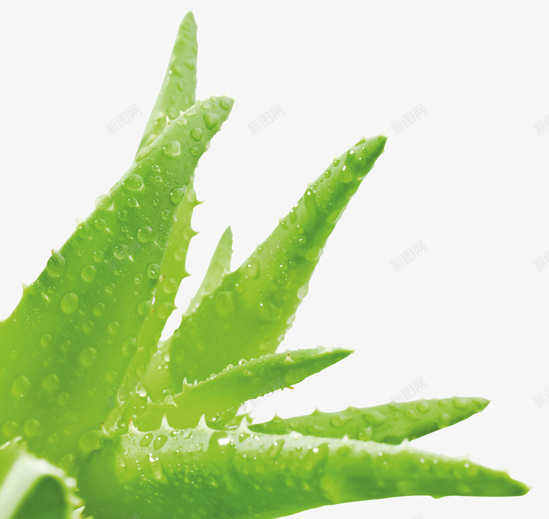 创意质感娇艳欲滴的芦荟植物png免抠素材_88icon https://88icon.com 创意 娇艳欲滴 植物 质感