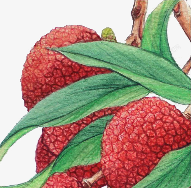 课本插画望梅止渴png免抠素材_88icon https://88icon.com 夏日 插画 望梅止渴 杨梅 解渴 课本