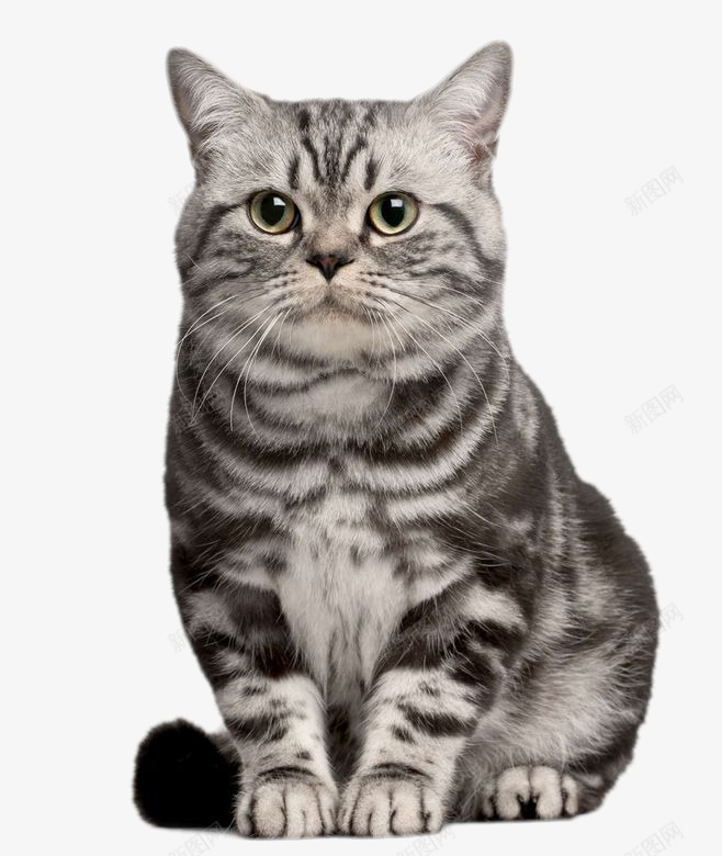 狸花猫可爱猫咪png免抠素材_88icon https://88icon.com 可爱 狸花猫 猫咪 虎斑