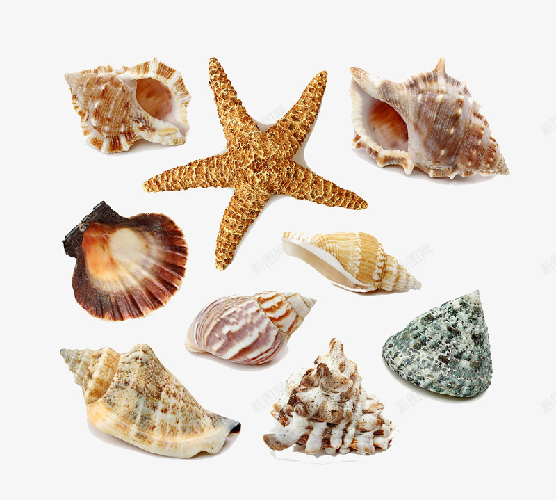 海边元素png免抠素材_88icon https://88icon.com 海星 海螺 海边 贝壳