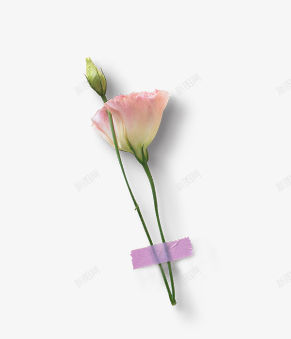 送给母亲一枝花png免抠素材_88icon https://88icon.com 七叶 亲节快乐 康乃馨 感恩 感激 母亲节 母亲节促销 母亲节特惠 母亲节素材 温馨 祝福 给妈妈的一份爱 花朵 装饰图案 送给母亲一枝花