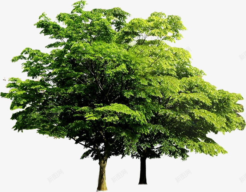 摄影植物沙滩海报图png免抠素材_88icon https://88icon.com 摄影 植物 沙滩 海报