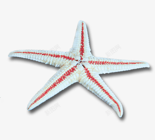 沙滩海边卡通海星png免抠素材_88icon https://88icon.com 卡通 沙滩 海星 海边