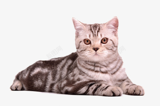 猫咪png免抠素材_88icon https://88icon.com 动物 小猫 猫 英短