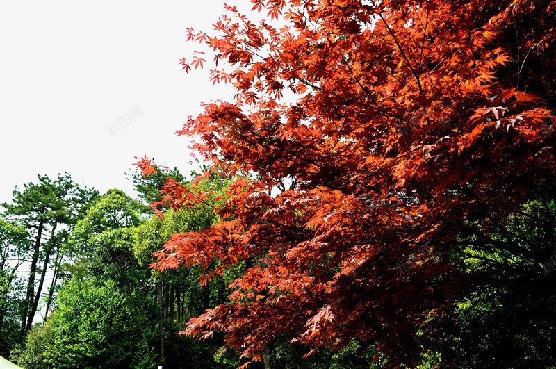 安徽黄山风景png免抠素材_88icon https://88icon.com 名胜古迹 地方景点 安徽 实物图 摄影图 自然景观 风景 高清图片 黄山