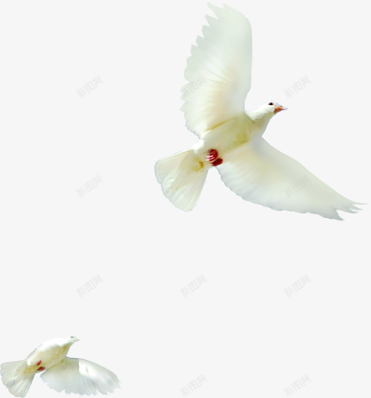 白色卡通飞鸟白鸽纯洁png免抠素材_88icon https://88icon.com 卡通 白色 白鸽 纯洁 飞鸟
