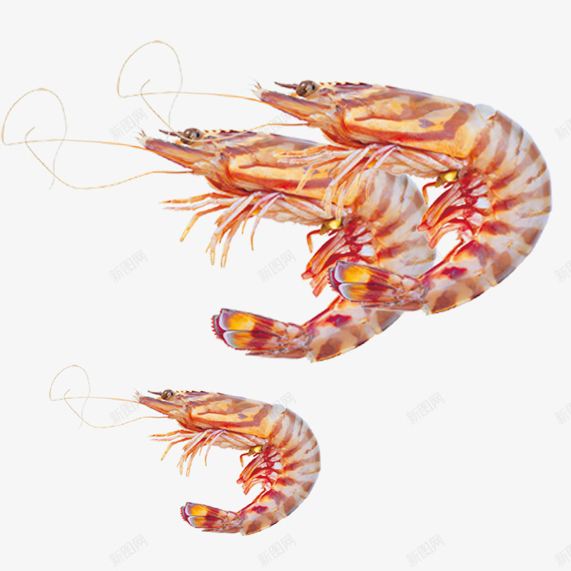 半生小虾png免抠素材_88icon https://88icon.com png免抠 海中美味 海鲜自助 涮火锅 舌尖上的诱惑