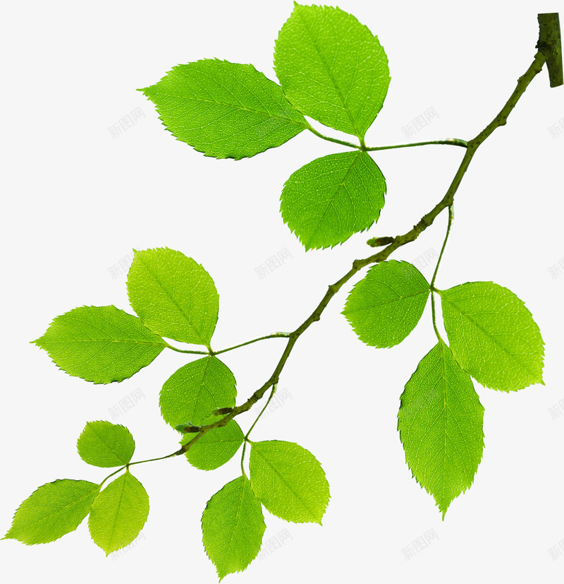 卡通绿意春天植物树叶png免抠素材_88icon https://88icon.com 卡通 春天 树叶 植物 绿意