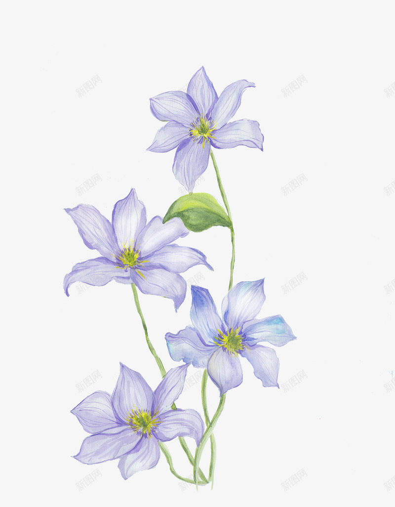 手绘淡紫色桔梗花png免抠素材_88icon https://88icon.com 僧冠帽 六角荷 手绘桔梗花 梗草 植物图谱 水彩花卉 白药 铃铛花