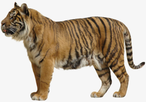 老虎png免抠素材_88icon https://88icon.com 凶猛 动物 恶虎 猫科 老虎 虎侧面 霸气老虎