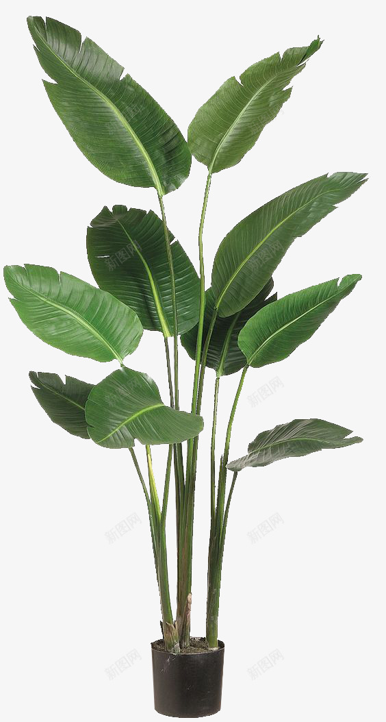 植物海报绿色树叶盆栽效果png免抠素材_88icon https://88icon.com 盆栽 效果 树叶 植物 观赏 海报 绿色