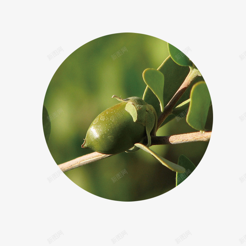 荷荷巴果png免抠素材_88icon https://88icon.com 圆形 果实 绿色 荷荷巴果 荷荷巴油