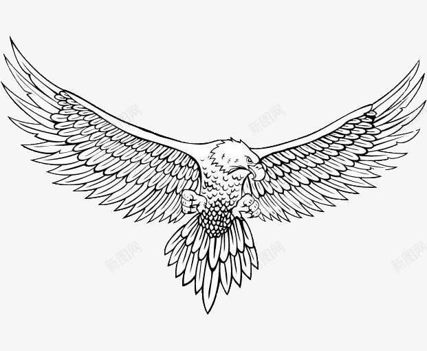 黑白线描海雕全身图png免抠素材_88icon https://88icon.com 全身图 动物 展翅 海雕 白尾海雕 线描 飞翔 鹰类 黑白