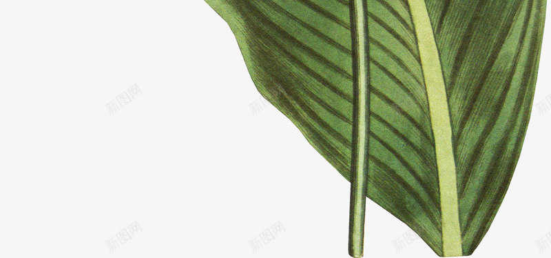 手绘狗尾巴草插画png免抠素材_88icon https://88icon.com 狗尾巴草 狗尾巴草插画 狗尾草 花卉 花朵 花朵插画 花朵装饰 花草样本