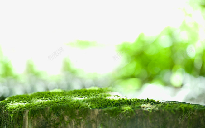 石头上的青苔png免抠素材_88icon https://88icon.com 石头 绿色 绿色元素 绿色叶子 背景装饰 青苔 静物 风景