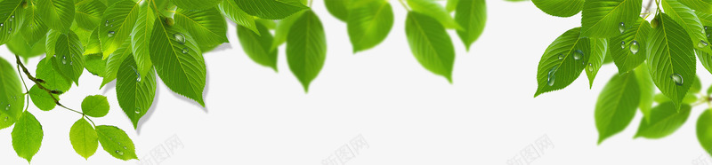手绘自然春季绿叶树枝png免抠素材_88icon https://88icon.com 春季 树枝 绿叶 自然