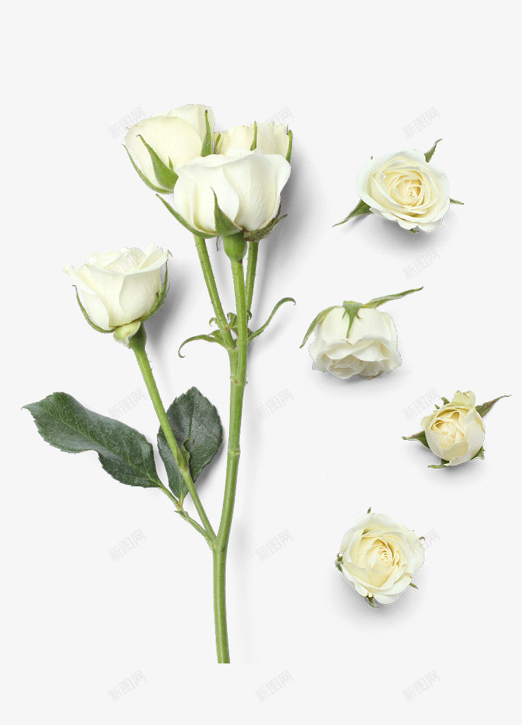 白色小清新玫瑰花png免抠素材_88icon https://88icon.com 小清新 植物 玫瑰花 白玫瑰 绿叶 花卉 花朵 花朵装饰