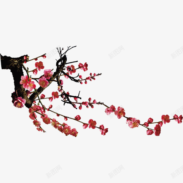 中国风九九消寒图梅花节气png免抠素材_88icon https://88icon.com psd 中国风 九九消寒图冬 冬季 冬梅 寒梅雪 手绘 新年 梅花 海报 立冬 红包 红梅 红色 腊梅 花中君子 花卉 贺卡