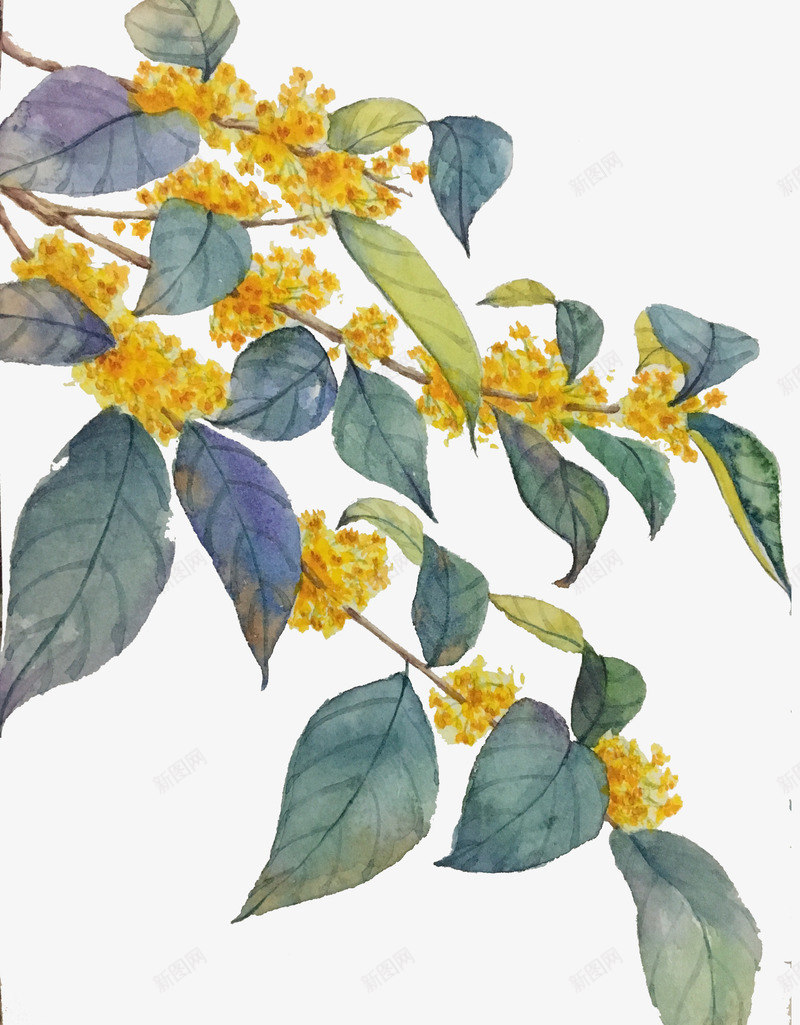 手绘卡通桂花枝条png免抠素材_88icon https://88icon.com 乌龙茶 健康生活 养生茶 桂花乌龙 桂花插画 桂花花茶 茶具茶杯 茶叶茶包