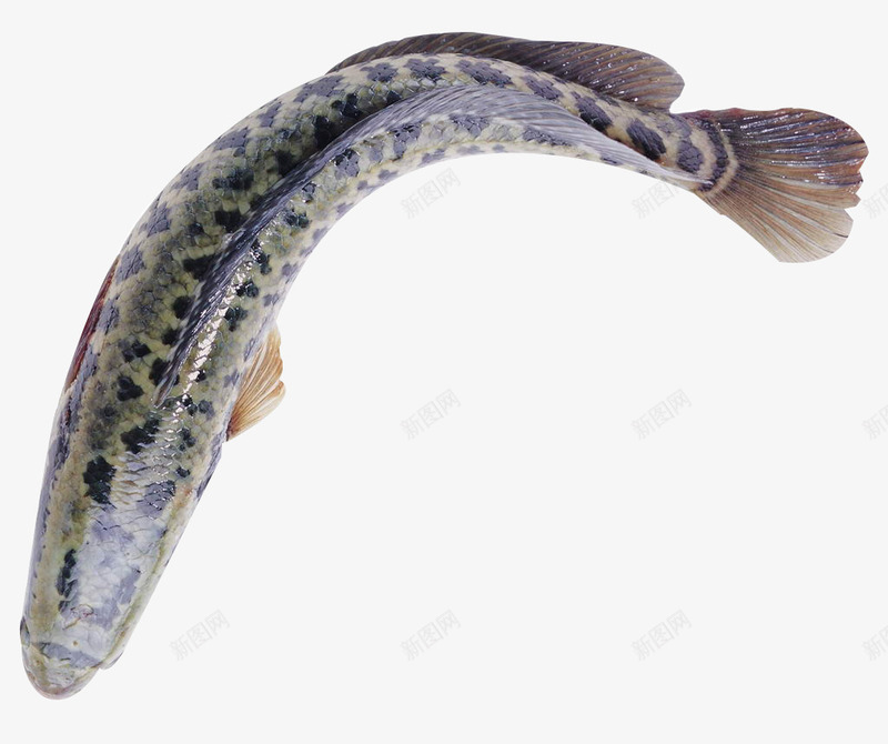 海青斑鱼psd免抠素材_88icon https://88icon.com 斑鱼 水中生物 海青斑鱼 海鱼 海鲜 深海斑鱼 食物 食用鱼
