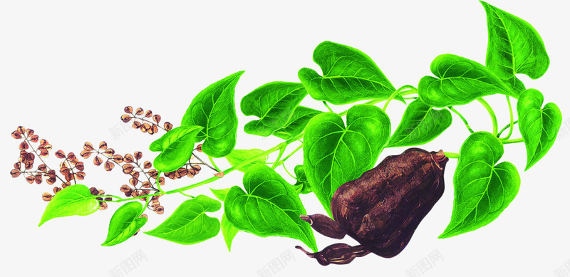 手绘何首乌中药材png免抠素材_88icon https://88icon.com 中医药 中药材 何首乌 手绘 药材