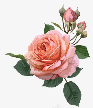 唯美手绘花卉png免抠素材_88icon https://88icon.com EPS 七夕 情人节 手绘 手绘玫瑰花 手绘花卉 玫瑰 玫瑰花 生物世界 粉红 绿叶 节日 花草