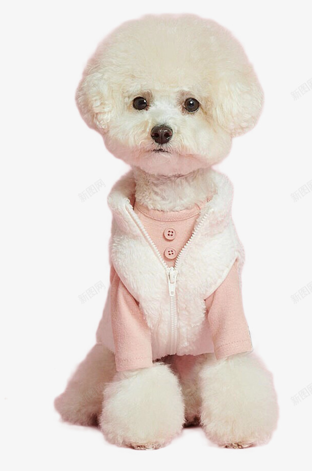 比熊犬可爱造型png免抠素材_88icon https://88icon.com 可爱 少女 比熊 比熊卡通 蘑菇头