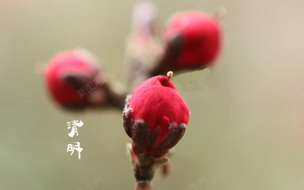 春天四月清明节青团海报背景25背景图片 春天四月清明节青团海报背景25背景