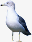 白色地中海飞鸟png免抠素材_88icon https://88icon.com 地中海 白色 设计 飞鸟