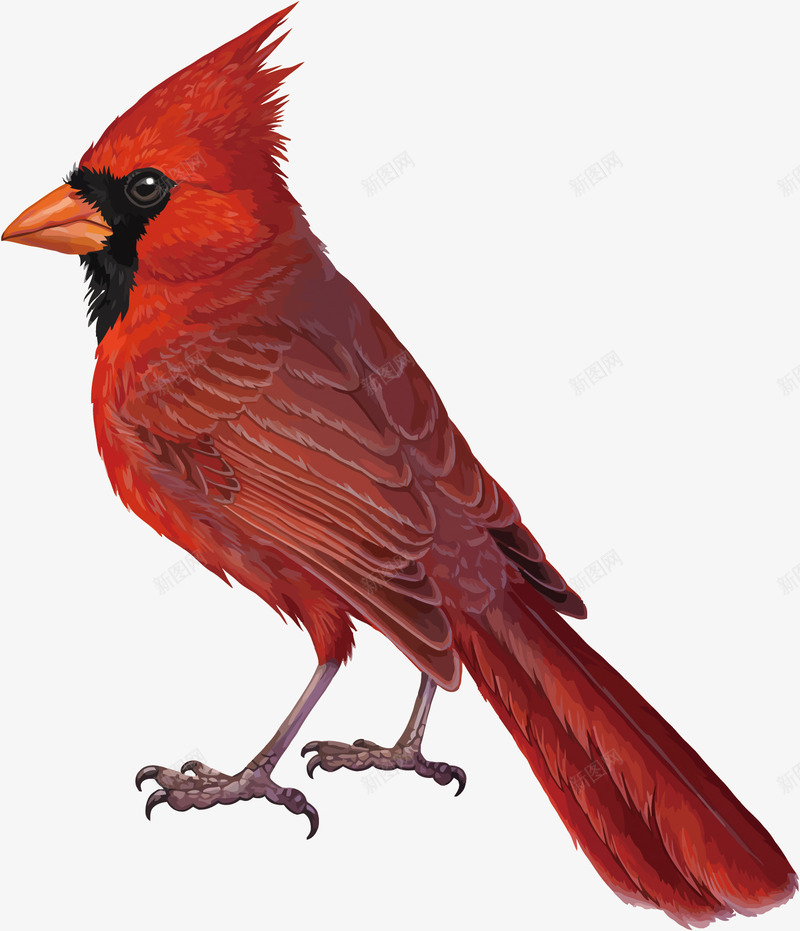 鸟类矢量图eps免抠素材_88icon https://88icon.com 卡通 手绘 红色 鸟PNG矢量图 鸟免扣PNG图 鸟矢量 鸟类 矢量图