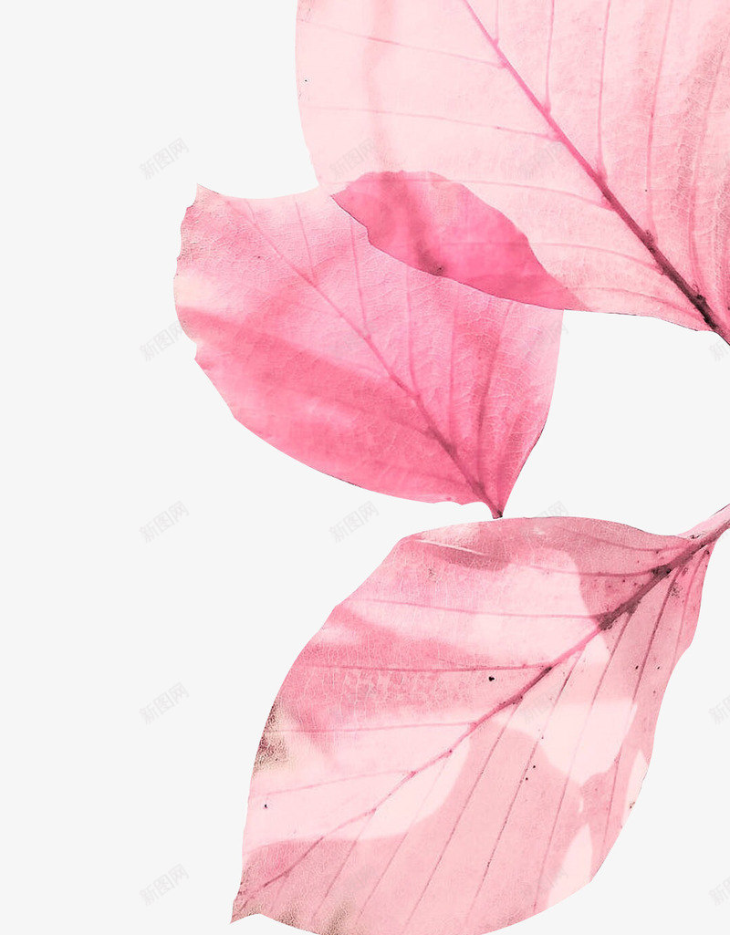 粉红色树叶书签png免抠素材_88icon https://88icon.com 书签 叶子 叶脉 春季 树叶 粉色 粉色树叶 花瓣