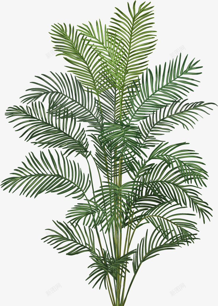 大型盆栽植物矢量图ai免抠素材_88icon https://88icon.com 免扣png 免扣png素材 免费png素材 盆栽 绿色植物 针叶植物 矢量图