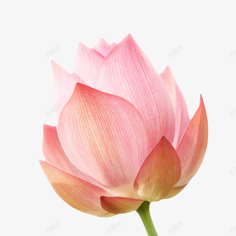 红色纯洁的白色纹理的水芙蓉实物png免抠素材_88icon https://88icon.com 印度国花 山龙眼目 植物 水华 水旦 水生植物 水芙蓉 水芝 玉芝 芙蓉 芙蕖 莲花 鞭蕖
