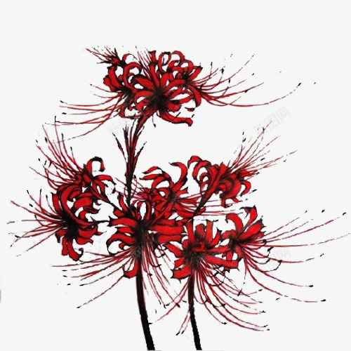 曼珠沙华插画png免抠素材_88icon https://88icon.com 手绘 插画 曼珠沙华 绘画