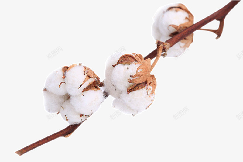 棉花枝png免抠素材_88icon https://88icon.com 枝干 棉籽 棉花 植物 白色 软绵绵