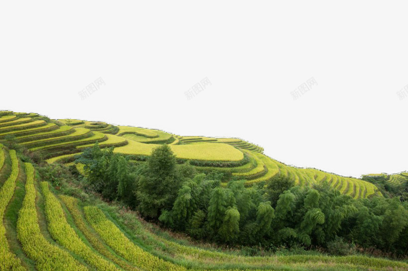 西龙脊梯田风景png免抠素材_88icon https://88icon.com 广西 旅游 景点 梯田 风景