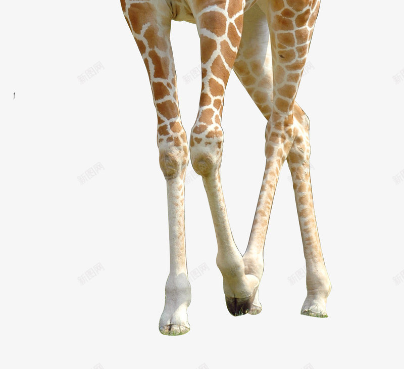 长颈鹿png免抠素材_88icon https://88icon.com 动物 长颈鹿 高清
