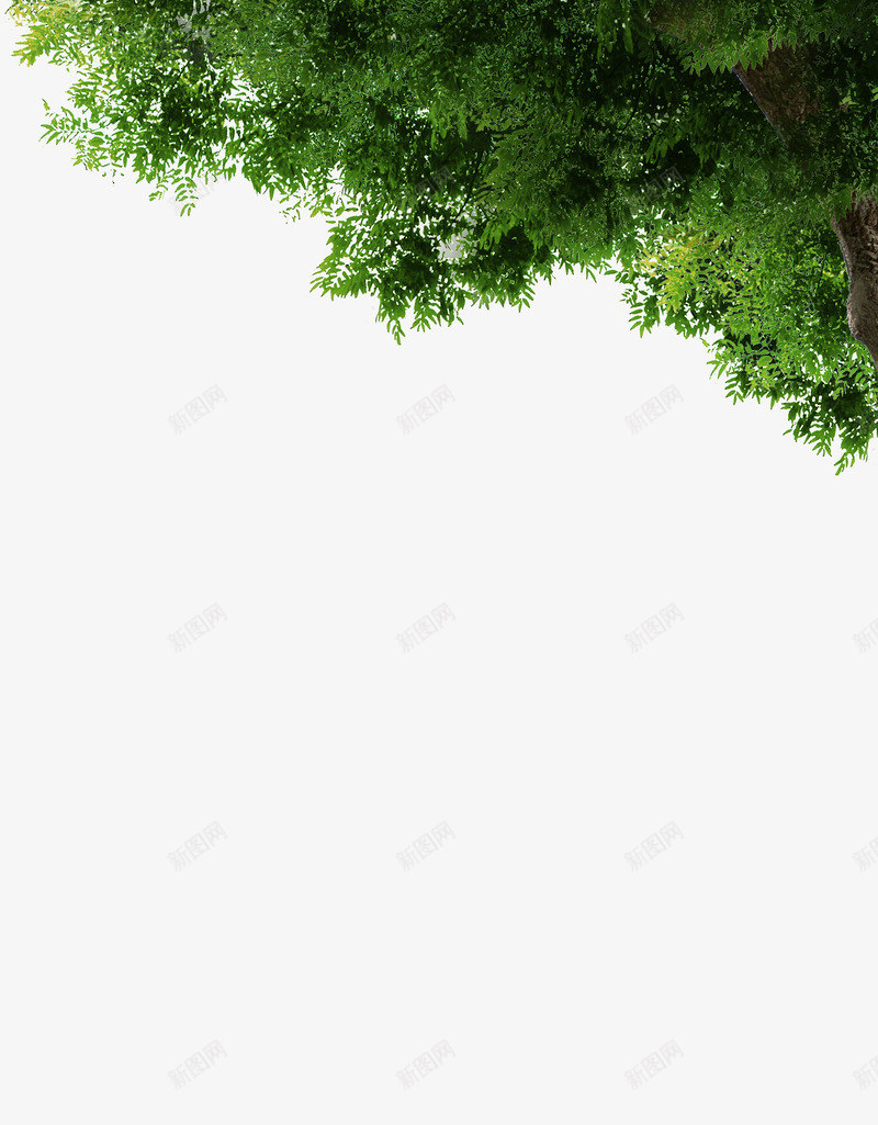 绿色树木树叶角度png免抠素材_88icon https://88icon.com 树叶 树木 绿色 角度