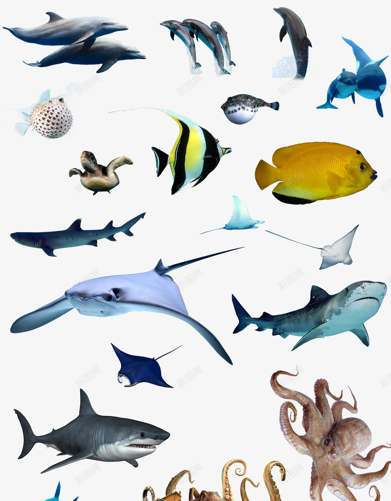 海洋里的鱼psd免抠素材_88icon https://88icon.com 海豚 鲨鱼 鲸鱼