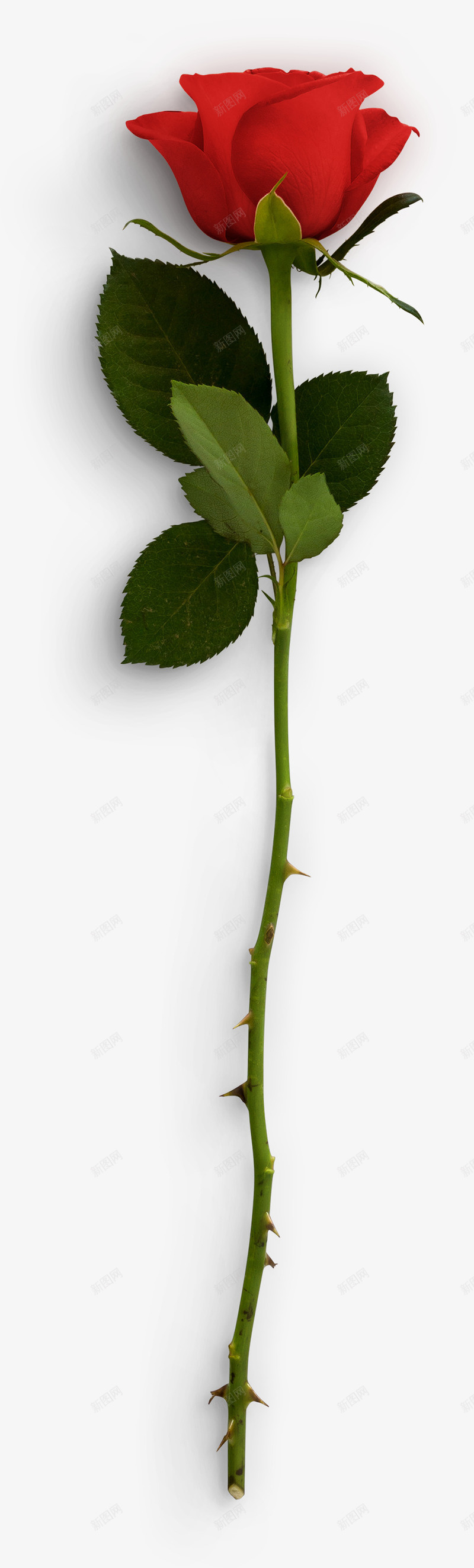 一支玫瑰花png免抠素材_88icon https://88icon.com 土味 情人礼物 情人节礼物 植物 玫瑰 玫瑰红色 玫瑰花 红色的花