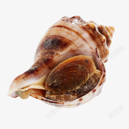 大连当地海螺非红里螺png免抠素材_88icon https://88icon.com 大连海鲜 海螺 海鲜 螺 贝