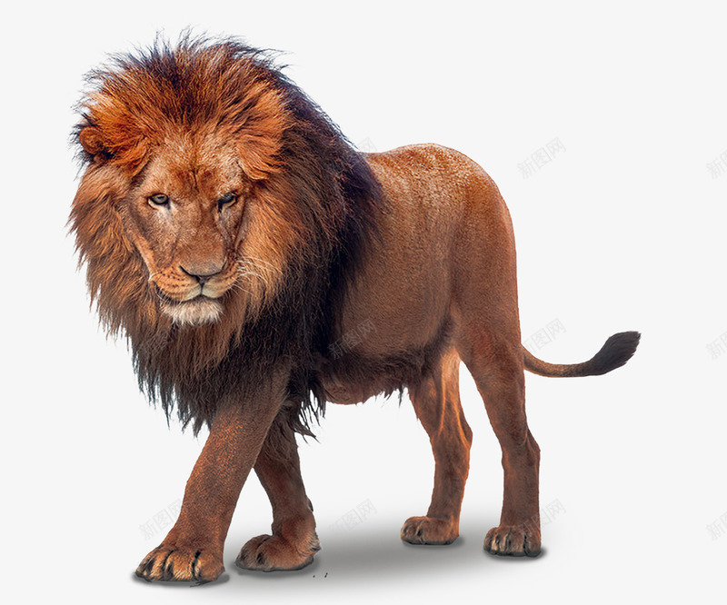 棕色雄狮子png免抠素材_88icon https://88icon.com 狮子 棕色 3D 猫科 野兽 野生动物 骄傲 动物 摄影图
