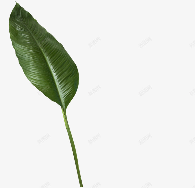 热带植物叶子1png免抠素材_88icon https://88icon.com 叶子 树叶 植物 绿叶