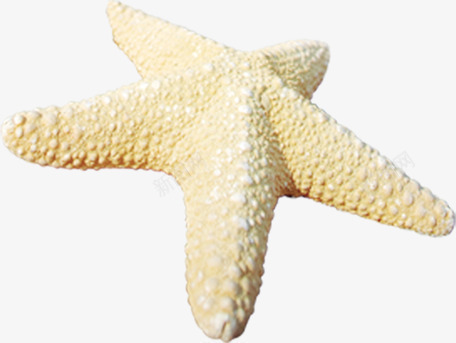 沙滩海报海星png免抠素材_88icon https://88icon.com 沙滩 海报 海星
